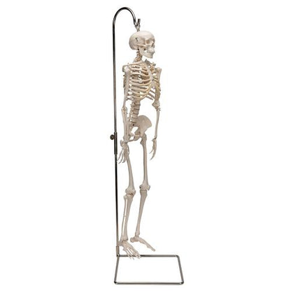 Shorty Mini Skelet 94 cm