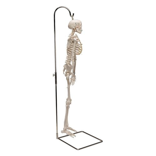 Shorty Mini Skelet 94 cm