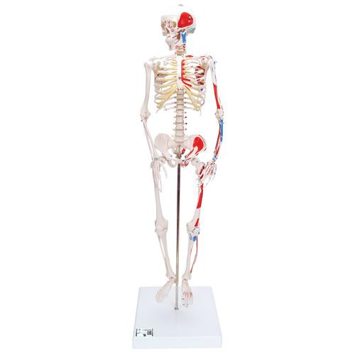 Mini Skeleton w. painted muscles on base