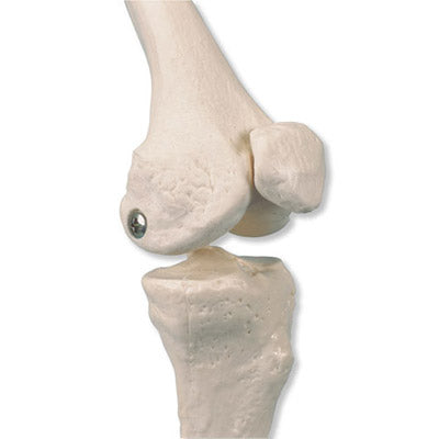 Mini Skeleton w. painted muscles on base