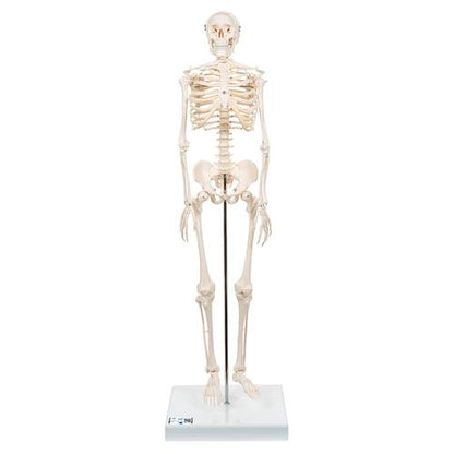 Shorty Mini Skelet 88 cm