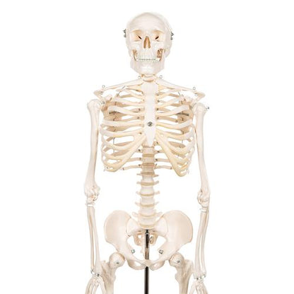 Shorty Mini Skelet 88 cm