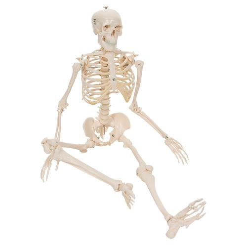 Shorty Mini Skelet 88 cm