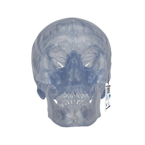 Kraniemodel Classic, transparent, 3 dele