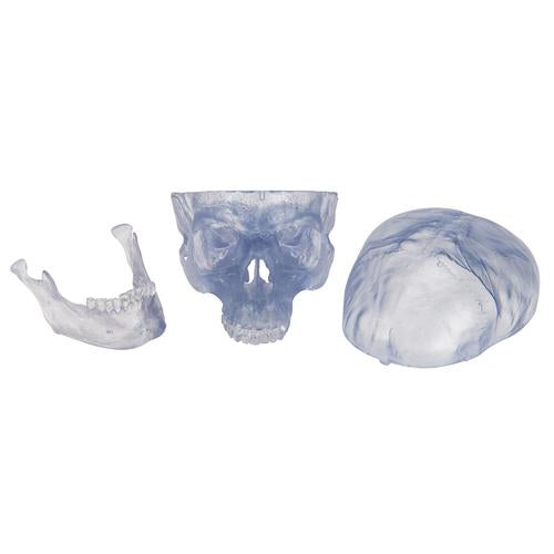 Kraniemodel Classic, transparent, 3 dele – billede 6