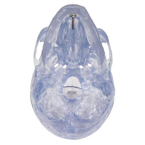 Kraniemodel Classic, transparent, 3 dele – billede 7