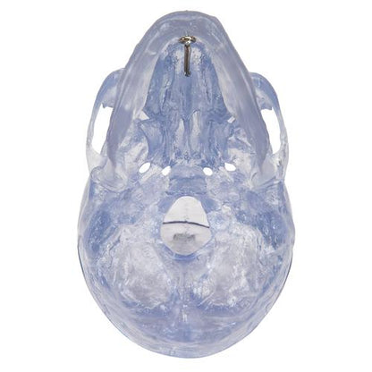 Kraniemodel Classic, transparent, 3 dele – billede 7