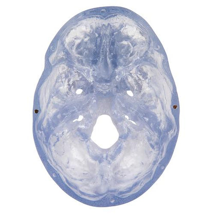 Kraniemodel Classic, transparent, 3 dele – billede 8