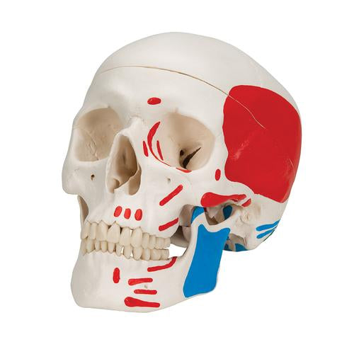 Kraniemodel Classic, malet, 3 dele – billede 5