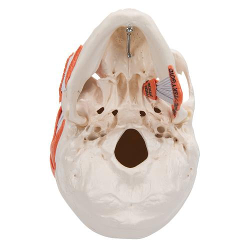 Kraniemodel med kæbeled (TMJ), viser tyggemusklernes funktion, 2 dele – billede 5