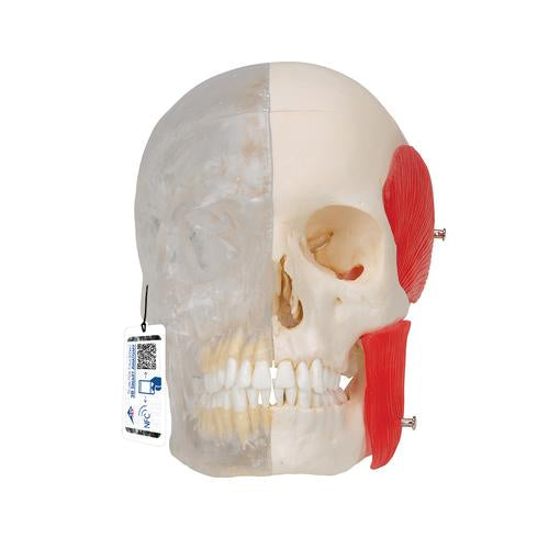 Kraniemodel BONElike, halvt transparent og halvt knogle, 8 dele