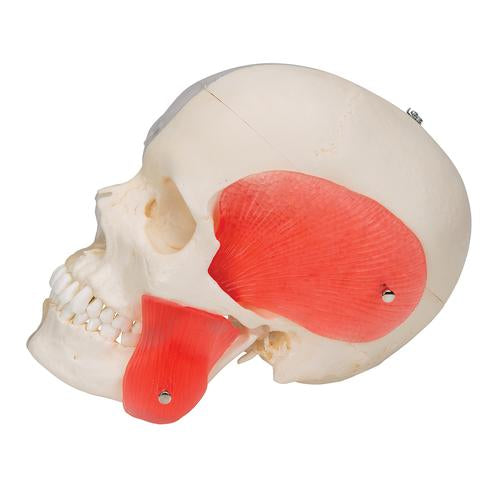 Kraniemodel BONElike, halvt transparent og halvt knogle, 8 dele – billede 2