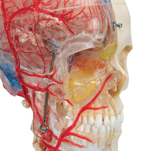Kraniemodel BONElike, halvt transparent og halvt knogle, med hjerne og hvirvler – billede 5