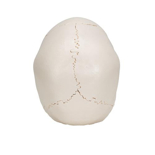 Beauchene-kranie, voksen, knoglefarvet, 22 dele – billede 4
