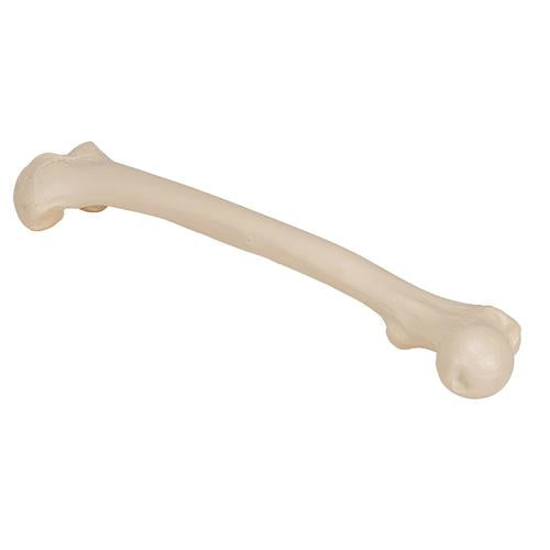 Femur Lårbensknogle