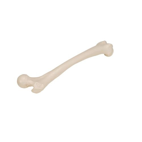 Femur Lårbensknogle
