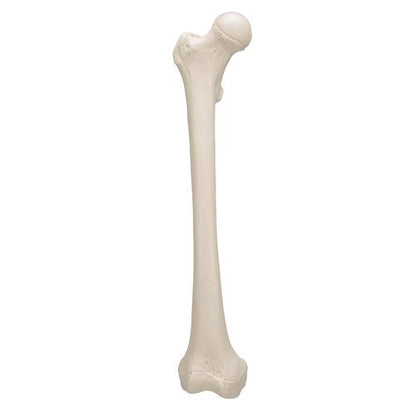 Femur Lårbensknogle