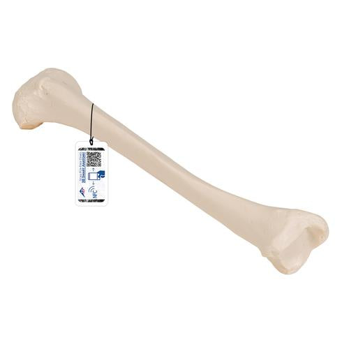 Model af skinneben (tibia)