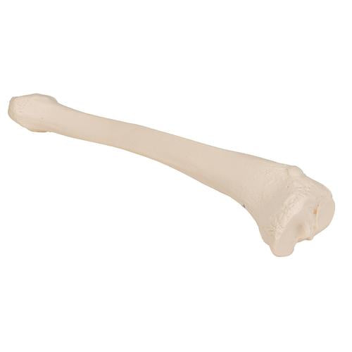 Model af skinneben (tibia) – billede 2