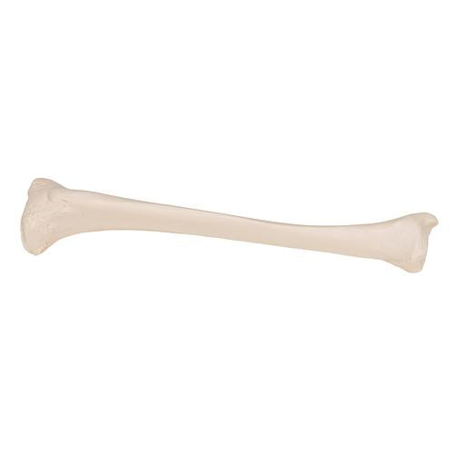 Model af skinneben (tibia) – billede 3