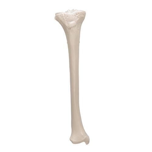 Model af skinneben (tibia) – billede 6