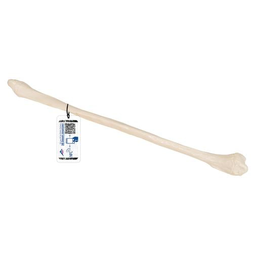 Model af lægben (fibula)