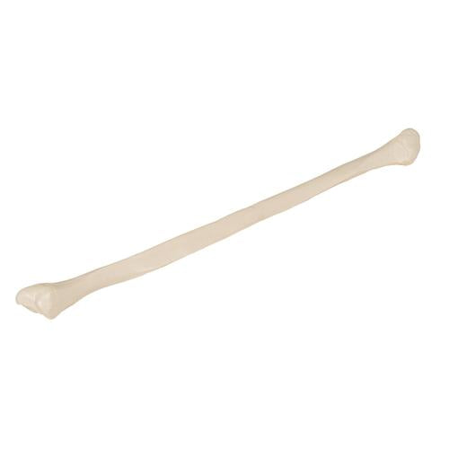 Model af lægben (fibula) – billede 2