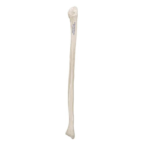Model af lægben (fibula) – billede 3