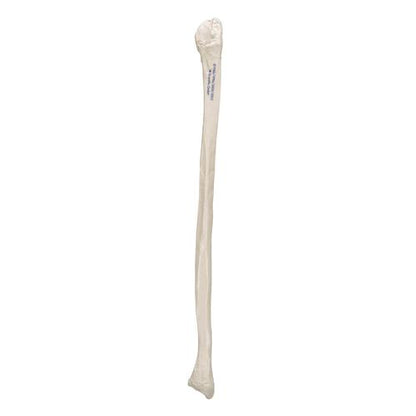 Model af lægben (fibula) – billede 3