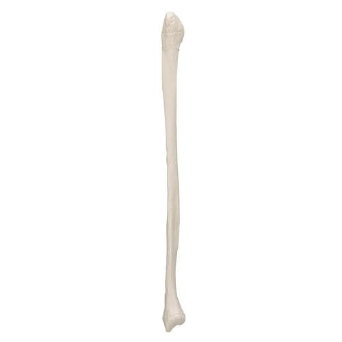 Model af lægben (fibula) – billede 4