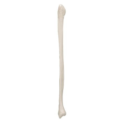 Model af lægben (fibula) – billede 4