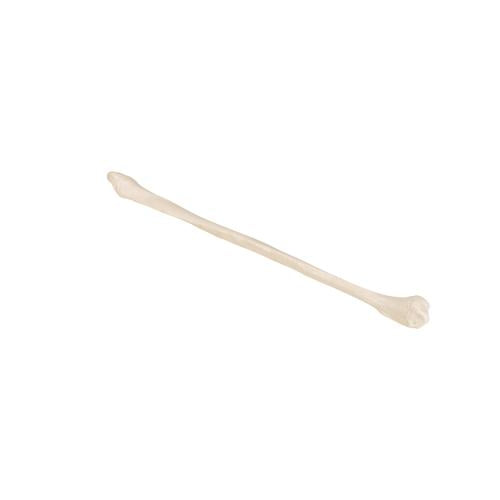Model af lægben (fibula) – billede 5