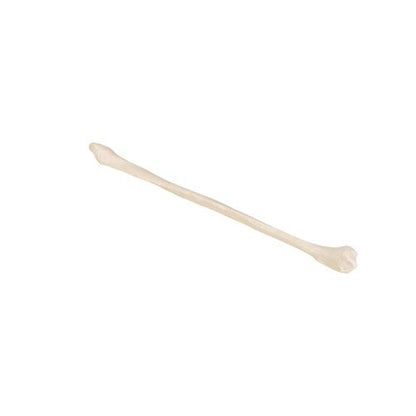 Model af lægben (fibula) – billede 5