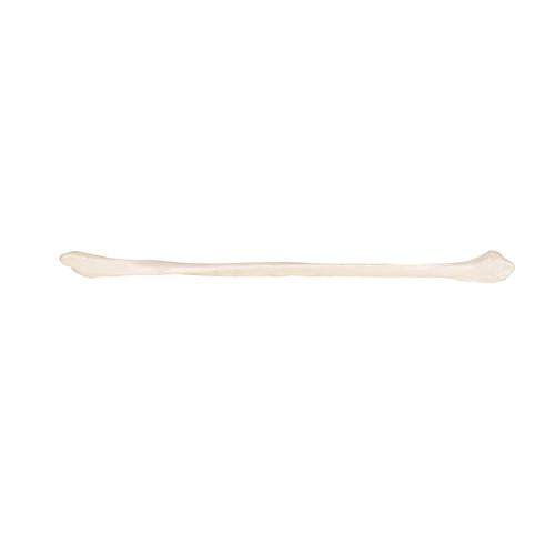 Model af lægben (fibula) – billede 6