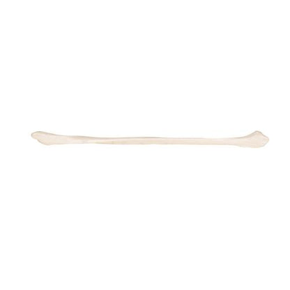 Model af lægben (fibula) – billede 6