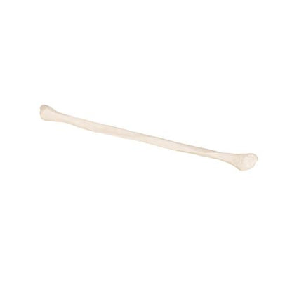 Model af lægben (fibula) – billede 8