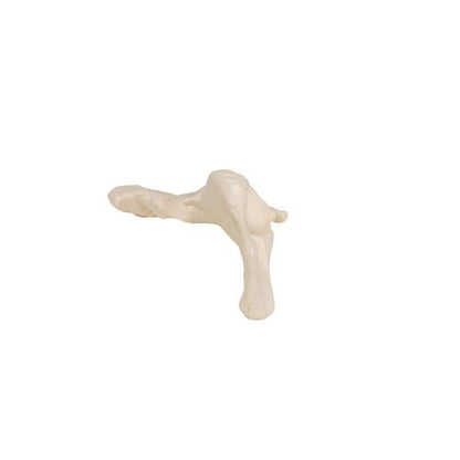 Model af hofteben – billede 7