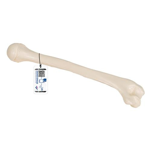 Humerus Overarmsknogle