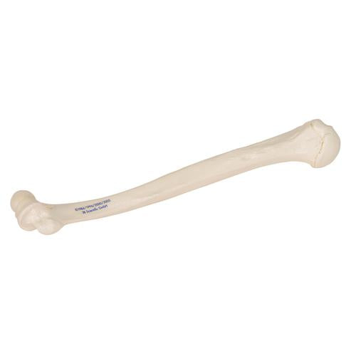 Humerus Overarmsknogle