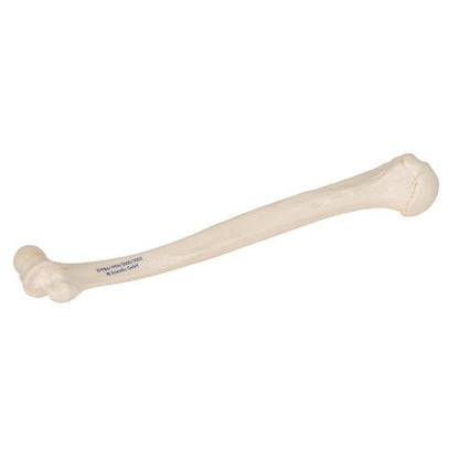 Humerus Overarmsknogle