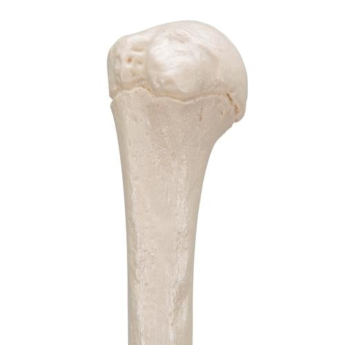 Humerus Overarmsknogle