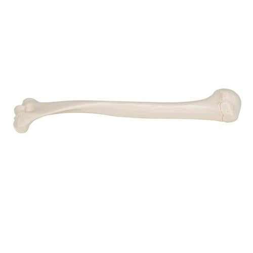 Humerus Overarmsknogle