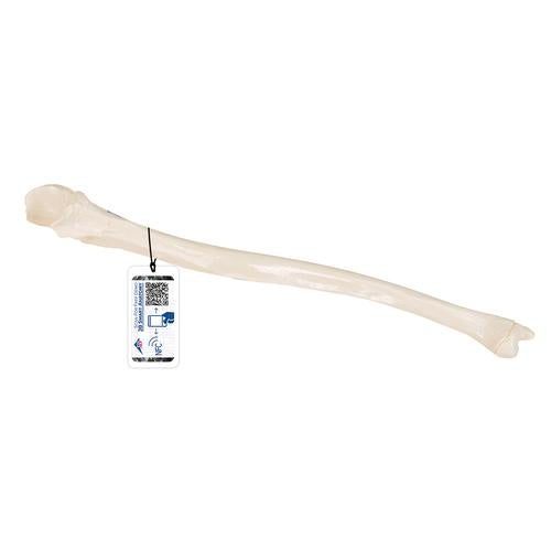 Model af albueben (ulna)