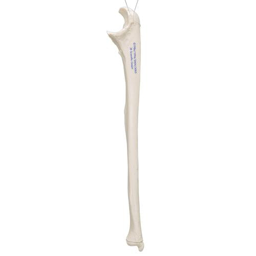 Model af albueben (ulna) – billede 3