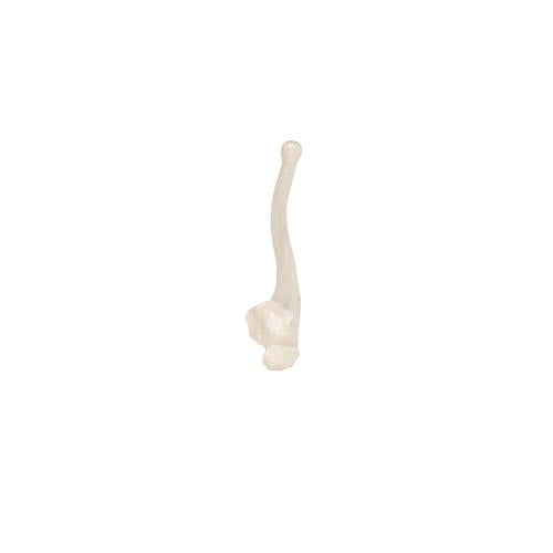 Model af albueben (ulna) – billede 7
