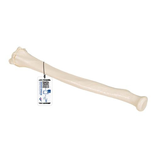 Model af spoleben (radius)