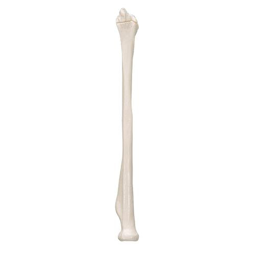 Model af spoleben (radius) – billede 5