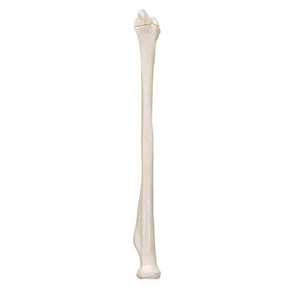 Model af spoleben (radius) – billede 5