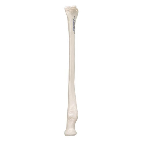 Model af spoleben (radius) – billede 6