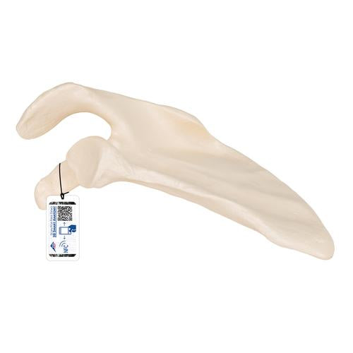 Model af skulderblad (scapula)